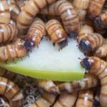 Mealworms Supercharging Your Pet's Nutrition
